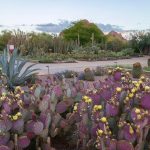azgarden