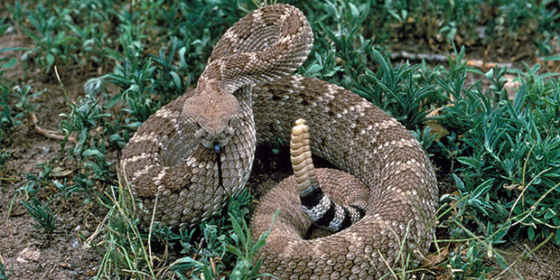 (U.S. Fish and Wildlife Service Photo)