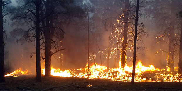 (Photo: Coconino County Forest)...