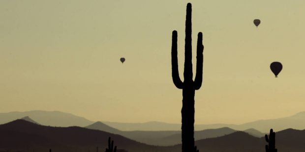 Hot air balloons rise into the morning sky beyond a saguaro cactus Monday, Feb. 22, 2016, in the de...