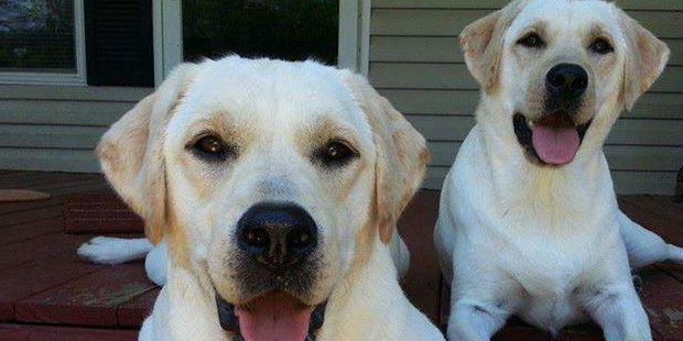 (American Kennel Club Photo)...