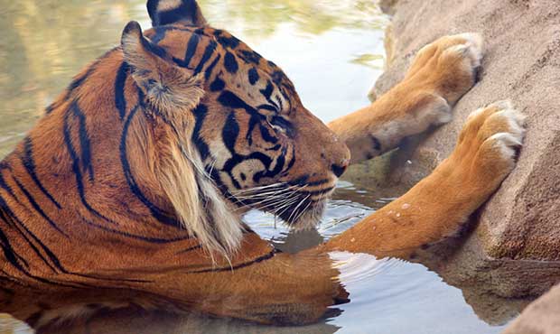 (Phoenix Zoo Photo)...