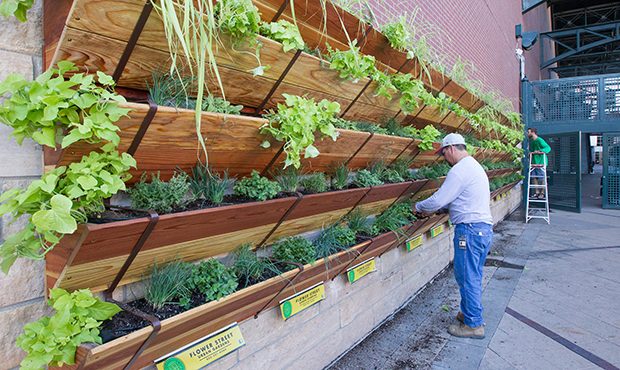 D-backs Green Garden planting. (Photo by Taylor Jackson/Arizona Diamondbacks)...