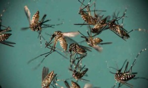 Monsoon storms in Arizona means mosquitoes are coming