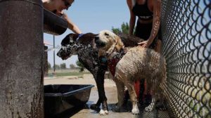 Scottsdale ranked most pet-friendly city in the country, per WalletHub