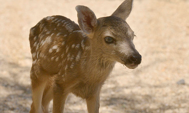 This Monday, Aug. 7, 2017 photo shows a 3-day-old baby mule deer at Arizona Game and Fish Departmen...
