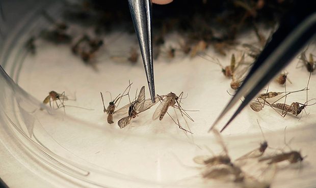 FILE-In this Feb. 11, 2016 file photo, Dallas County Mosquito Lab microbiologist Spencer Lockwood s...