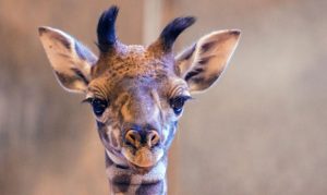 Phoenix Zoo welcomes female baby giraffe for first time in over a decade