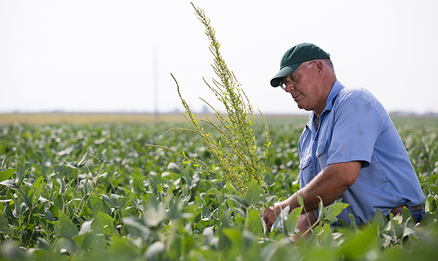 (Flickr/United Soybean Board)...