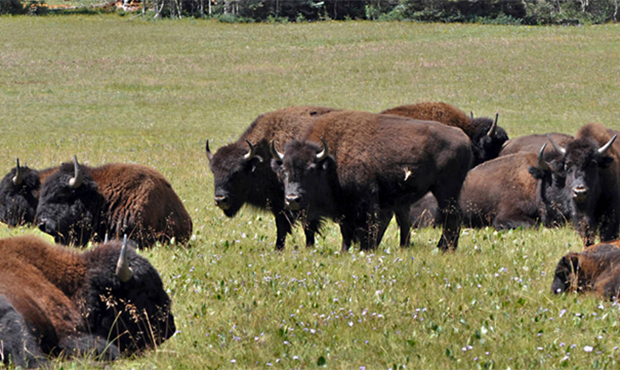 FILE- In this Aug. 26, 2010, file photo provided by the Kaibab National Forest, bison in the nation...