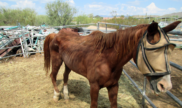 (Photo: MCSO)...