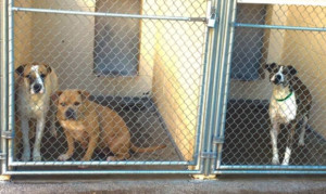 Mesa animal shelter quarantined after 3 dogs found with contagious disease
