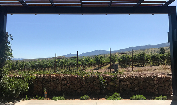 Vineyard at Yavapai College’s Verde Valley campus. (Photo by Allison Bailey/Cronkite News)...