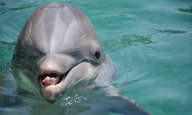 (Dolphinaris Photo)...