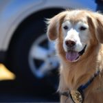 scottsdaledog2