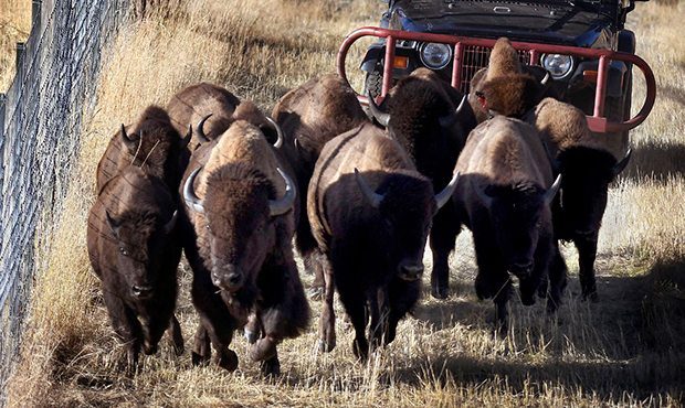 (Kurt Wilson/The Missoulian via AP)...