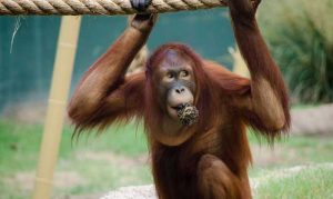 Phoenix Zoo orangutan passes away from brain disease