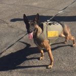 K9-1 MCSO