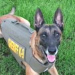 K9-2 MCSO
