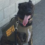 K9-3 MCSO