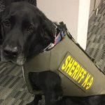 K9-5 MCSO