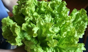 Lettuce grown in Arizona could be the source of E. coli outbreak