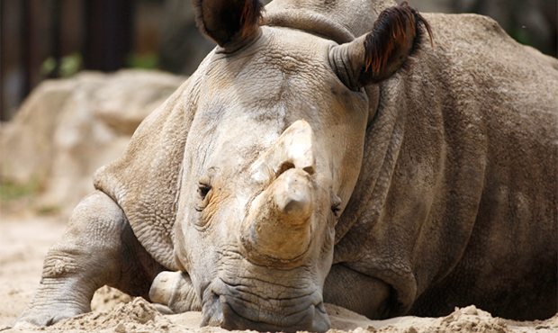 FILE - In this July 8, 2011 file photo Nabire, the 27-year-old northern white rhino sits in her enc...