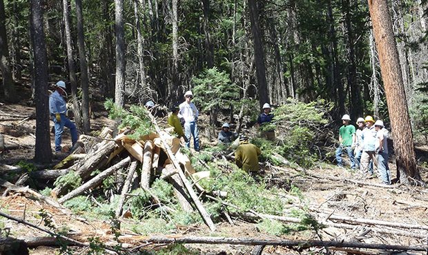 Apache County crews thin the forest on the western side of Greer by cutting down small trees and lo...