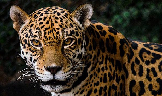 (Phoenix Zoo Facebook Photo)...