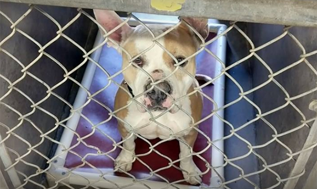 (Facebook/Maricopa County Animal Care & Control)...