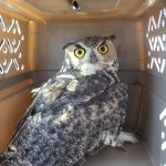 owl3