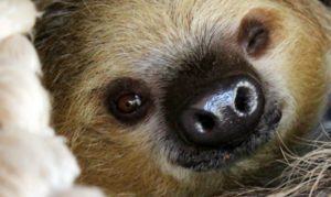 Two-toed sloth named Fern will soon be on display at Phoenix Zoo