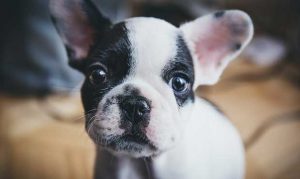 Thieves steal puppies worth thousands from Phoenix-area pet store