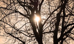 Phoenix heat reaches record-tying temperatures on Monday