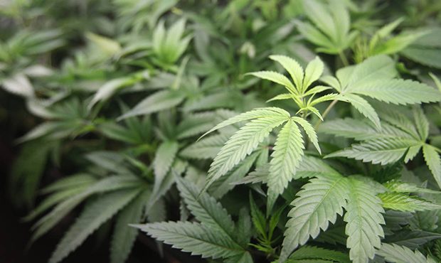 FILE - This Jan. 1, 2018 file photo shows marijuana plants for sale at Harborside marijuana dispens...