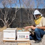 bees