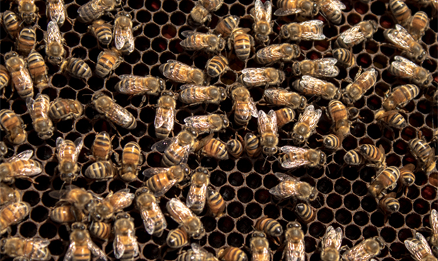 With an estimated 50,000 bees in 80 hives, Arizona State University’s School of Life Sciences bee...