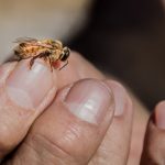 bees2