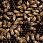 bees3