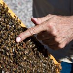 bees4