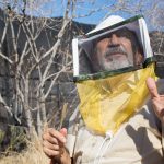 bees5