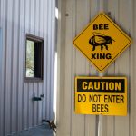 bees6