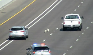 Doggone traffic: Two loose pooches snarl Interstate 17 in Phoenix