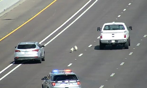 (Twitter Photo/@ArizonaDOT)...