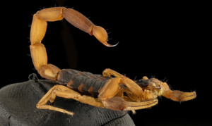 Arizona poison center sees rise in scorpion stings as season begins