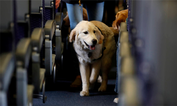 FILE - In this April 1, 2017 file photo, a service dog strolls through the isle inside a United Air...