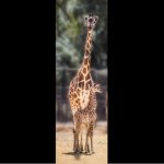 Baby-Giraffe-1