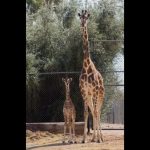 Baby-Giraffe-2