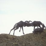 BighornSheep2