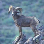 The Arizona Desert Bighorn Sheep. (Photo courtesy of Brian Jansen)